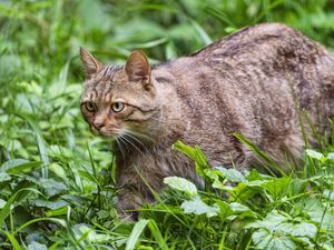 Превью обои дикий кот, трава, животное, дикая природа, зелень