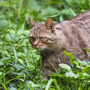Превью обои дикий кот, трава, животное, дикая природа, зелень