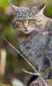 Превью обои дикий кот, животное, серый, полосатый