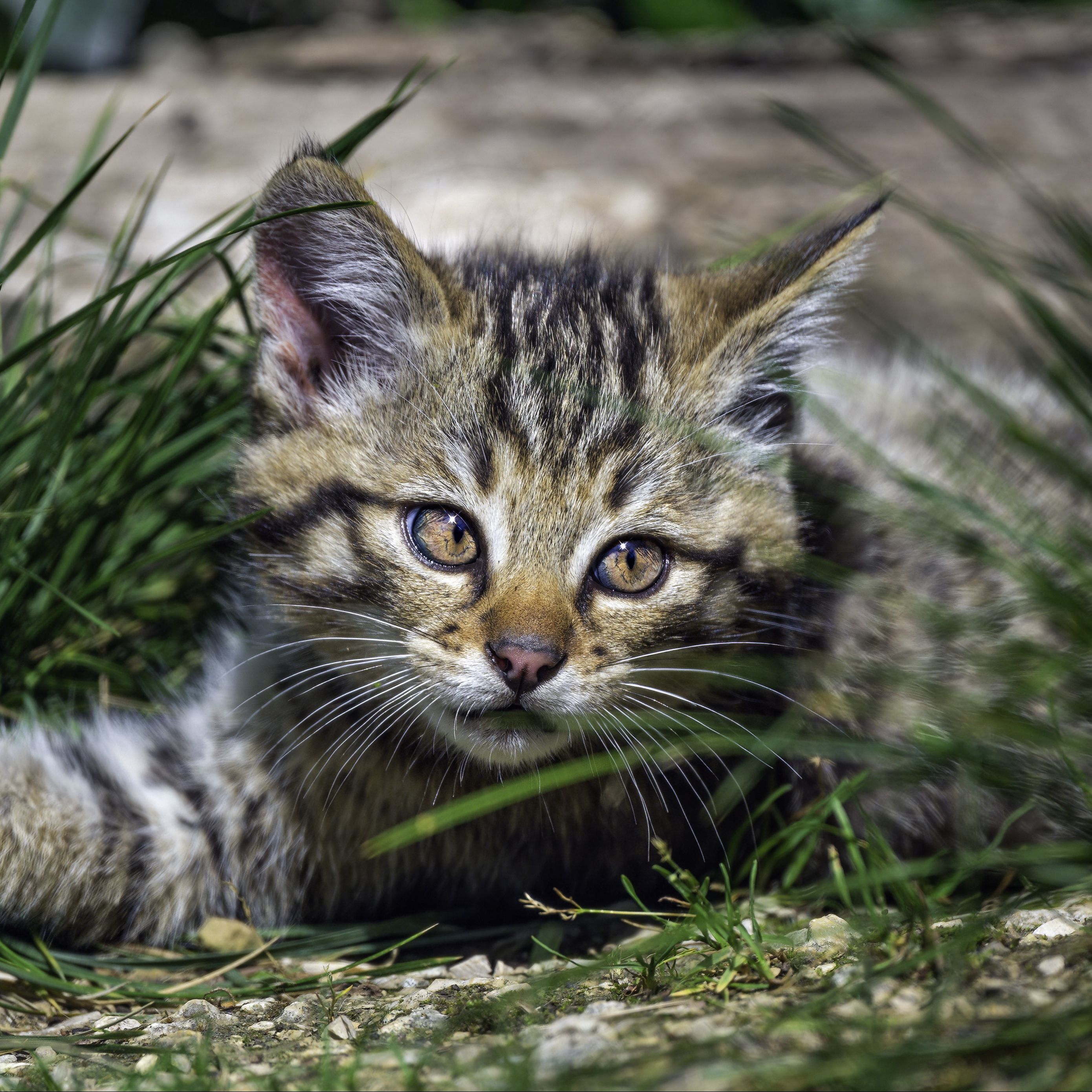 Котенок В Траве Фото