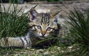 Превью обои дикий котенок, котенок, трава