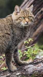 Превью обои дикий лесной кот, животное, дикая природа, бревно