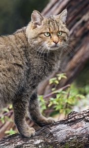Превью обои дикий лесной кот, животное, дикая природа, бревно