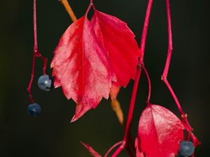 Превью обои дикий виноград, листья, ягоды, растение, красный, макро