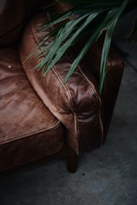 Превью обои диван, растение, листья