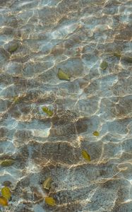 Превью обои дно, блики, море, вода, листья