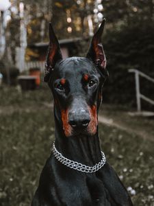 Превью обои доберман, собака, черный, питомец, животное