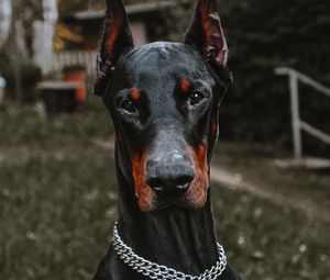 Превью обои доберман, собака, черный, питомец, животное