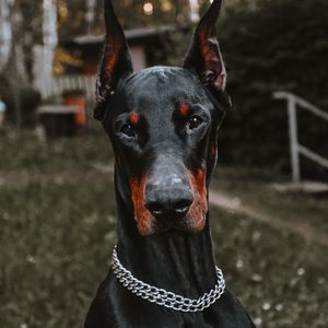 Превью обои доберман, собака, черный, питомец, животное
