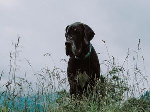 Превью обои дог, собака, трава, морда