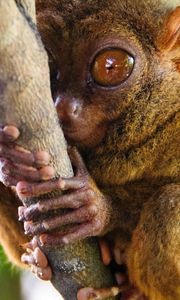 Превью обои долгопят, tarsier, род приматов, большие глаза