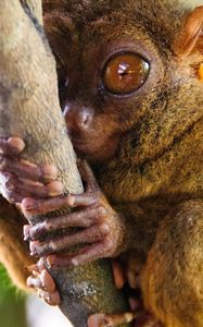 Превью обои долгопят, tarsier, род приматов, большие глаза