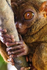 Превью обои долгопят, tarsier, род приматов, большие глаза