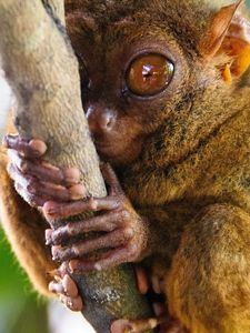 Превью обои долгопят, tarsier, род приматов, большие глаза