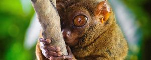 Превью обои долгопят, tarsier, род приматов, большие глаза