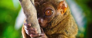 Превью обои долгопят, tarsier, род приматов, большие глаза