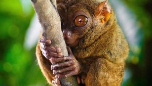 Превью обои долгопят, tarsier, род приматов, большие глаза