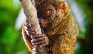 Превью обои долгопят, tarsier, род приматов, большие глаза