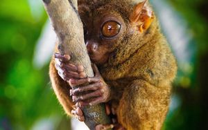 Превью обои долгопят, tarsier, род приматов, большие глаза