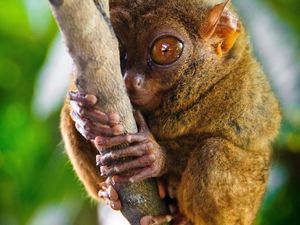 Превью обои долгопят, tarsier, род приматов, большие глаза