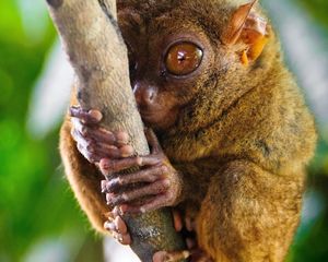 Превью обои долгопят, tarsier, род приматов, большие глаза