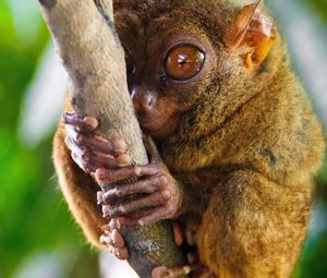 Превью обои долгопят, tarsier, род приматов, большие глаза