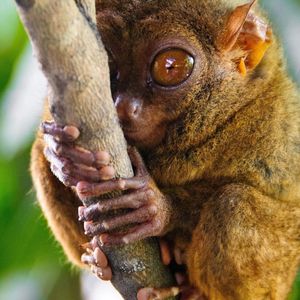 Превью обои долгопят, tarsier, род приматов, большие глаза