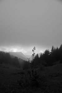 Превью обои долина, холмы, деревья, черно-белый, природа