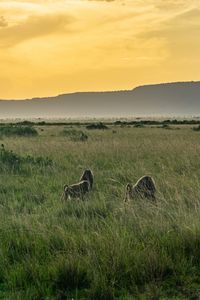 Превью обои долина, трава, горы, животные, природа