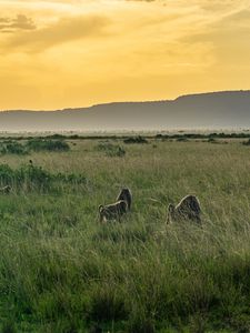 Превью обои долина, трава, горы, животные, природа