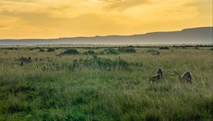 Превью обои долина, трава, горы, животные, природа