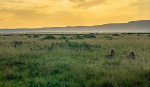 Превью обои долина, трава, горы, животные, природа