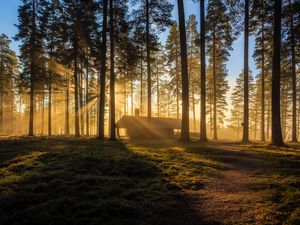 Превью обои дом, деревья, трава, солнечный свет