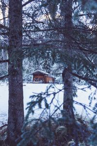 Превью обои дом, хижина, деревья, зима, снег