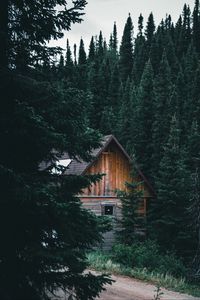 Превью обои дом, хижина, ель, ветки, лес