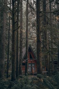Превью обои дом, лес, деревья, природа, здание