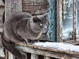 Превью обои дом, окно, старый, деревянный, шерсть, кот