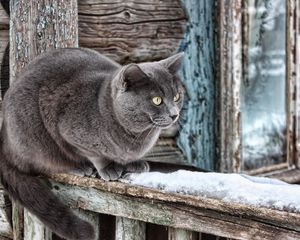 Превью обои дом, окно, старый, деревянный, шерсть, кот