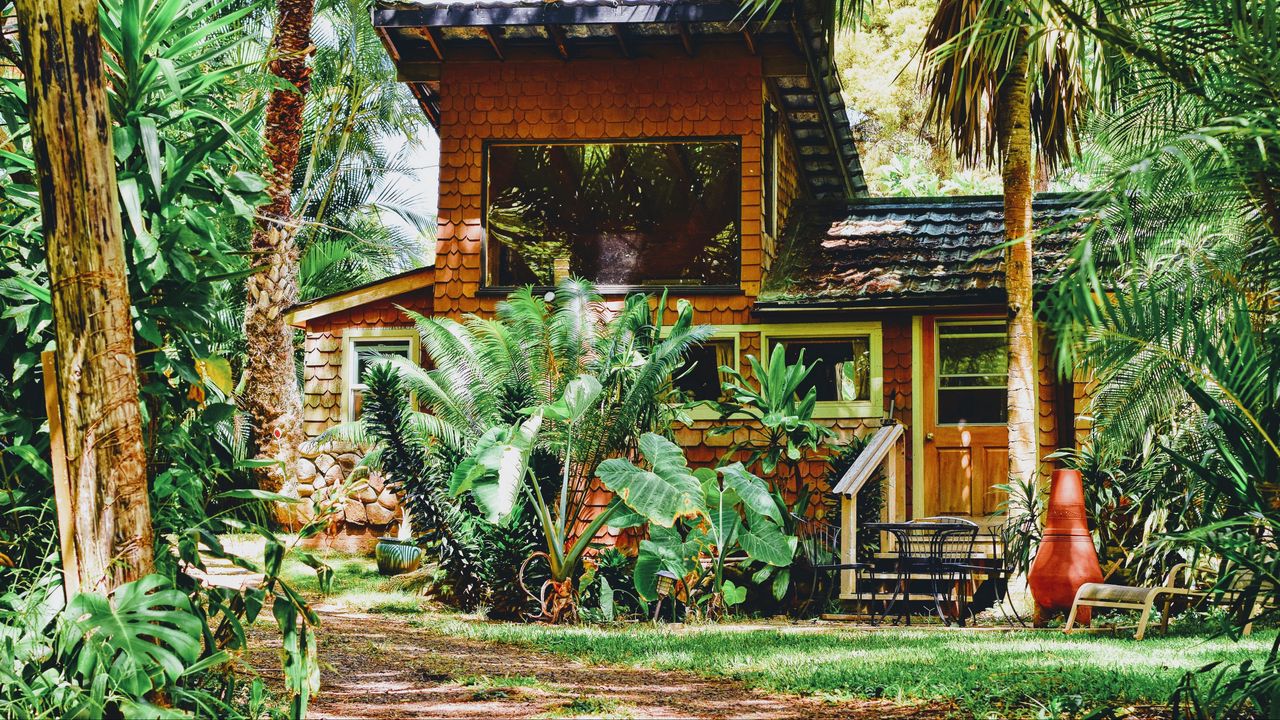 Обои дом, пальма, растения, солнечный свет