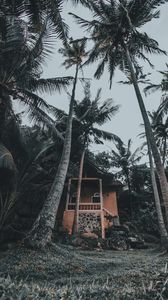 Превью обои дом, пальмы, тропики, природа