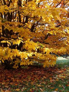 Превью обои домик, осень, двор, дерево, плющ, дорожка, листья, желтые