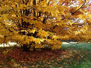 Превью обои домик, осень, двор, дерево, плющ, дорожка, листья, желтые