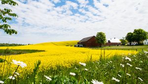 Превью обои домик, поле, цветы, пейзаж