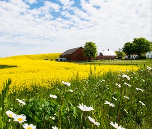 Превью обои домик, поле, цветы, пейзаж