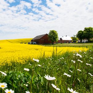 Превью обои домик, поле, цветы, пейзаж