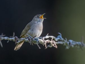 Превью обои домовый крапивник, птица, дикая природа, проволока