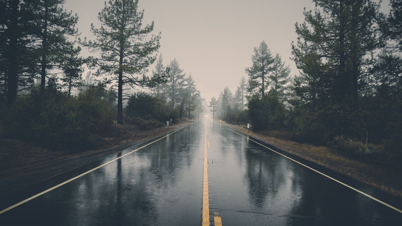 Обои дорога, асфальт, дождь, мокрый, деревья, кусты