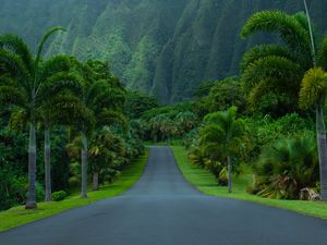Превью обои дорога, асфальт, пальмы, горы, природа