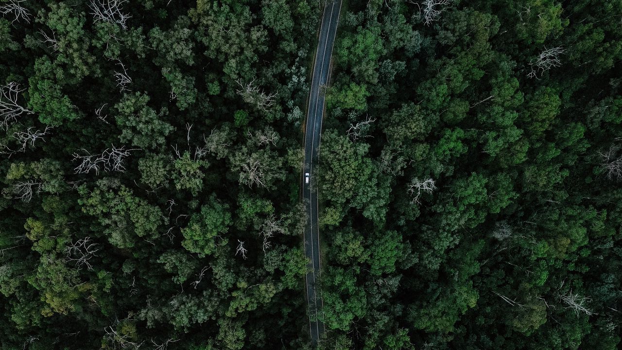 Обои дорога, автомобиль, лес, вид сверху