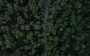 Превью обои дорога, автомобиль, лес, вид сверху